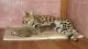 Savannah Cats for sale in South Bend, IN, USA. price: $300