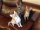 Savannah Cats for sale in East Los Angeles, CA, USA. price: NA