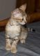 Savannah Cats for sale in Little Rock, AR, USA. price: NA