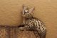Savannah Cats for sale in Madison, WI, USA. price: NA