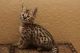 Savannah Cats for sale in Anchorage, AK, USA. price: NA