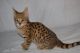 Savannah Cats for sale in Newark, NJ, USA. price: NA