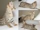 Savannah Cats for sale in El Paso, TX, USA. price: NA