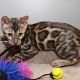 Savannah Cats for sale in Anaheim, CA, USA. price: NA