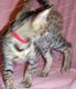 Savannah Cats for sale in Hernando, FL, USA. price: $500
