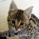 Savannah Cats for sale in New Castle, DE 19720, USA. price: NA