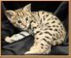 Savannah Cats for sale in San Jose, CA, USA. price: $1,500