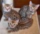 Savannah Cats for sale in Kansas City, KS, USA. price: NA