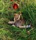 Savannah Cats for sale in Oregon City, OR 97045, USA. price: $500