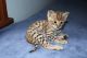 Savannah Cats for sale in Gainesville, FL, USA. price: NA
