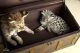 Savannah Cats for sale in Bakersfield, CA, USA. price: NA