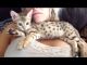 Savannah Cats for sale in Bakersfield, CA, USA. price: NA