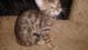 Savannah Cats for sale in Anne Manie, AL 36722, USA. price: NA