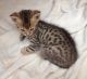 Savannah Cats for sale in Jersey City, NJ, USA. price: NA