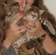 Savannah Cats for sale in Berkeley, CA, USA. price: NA