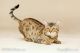 Savannah Cats for sale in Berkeley, CA, USA. price: NA