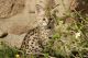 Savannah Cats for sale in Afton, WY 83110, USA. price: NA