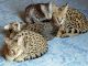 Savannah Cats for sale in Montgomery, AL, USA. price: $2,000