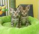Savannah Cats for sale in Denver, CO, USA. price: NA