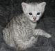 Savannah Cats for sale in Concord, CA, USA. price: NA