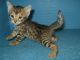 Savannah Cats for sale in Huntsville, AL, USA. price: NA