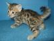 Savannah Cats for sale in Mobile, AL, USA. price: $300