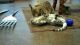 Savannah Cats for sale in Stamford, CT, USA. price: $800