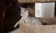 Savannah Cats for sale in Columbia, MO, USA. price: NA
