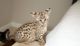 Savannah Cats for sale in Albuquerque, NM, USA. price: NA