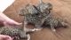 Savannah Cats for sale in Naperville, IL, USA. price: NA