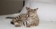 Savannah Cats for sale in Jackson, MS, USA. price: NA