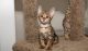 Savannah Cats for sale in Boise, ID, USA. price: NA