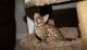 Savannah Cats for sale in Paterson, NJ, USA. price: NA