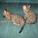 Savannah Cats for sale in United States Postal Service, 100 PR-3, San Juan, 00924, Puerto Rico. price: NA