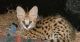 Savannah Cats for sale in Stamford, CT, USA. price: NA