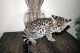 Savannah Cats for sale in Stamford, CT, USA. price: NA