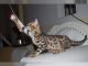 Savannah Cats for sale in Altheimer, AR 72004, USA. price: NA