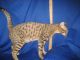 Savannah Cats for sale in Cedar Rapids, IA, USA. price: NA