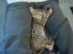 Savannah Cats for sale in Akeley, MN 56433, USA. price: NA