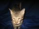 Savannah Cats for sale in Akeley, MN 56433, USA. price: NA