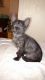 Savannah Cats for sale in Van Wert, OH 45891, USA. price: NA