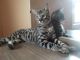 Savannah Cats for sale in OR-35, Oregon, USA. price: NA