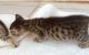 Savannah Cats for sale in United States of America, Douala, Cameroon. price: NA