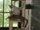 Savannah Cats for sale in Clark, MO 65243, USA. price: $1,000