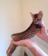 Savannah Cats for sale in Jersey City, NJ, USA. price: $12,100
