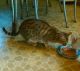 Savannah Cats for sale in Clark, MO 65243, USA. price: $700