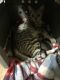 Savannah Cats for sale in Seattle, WA, USA. price: $800