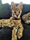 Savannah Cats for sale in 9002 N May Ave, Oklahoma City, OK 73120, USA. price: $2,000