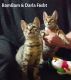 Savannah Cats for sale in Park Forest, IL, USA. price: NA