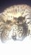 Savannah Cats for sale in Minneapolis, MN 55414, USA. price: NA